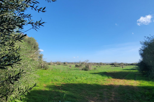 земельные участки на Campos