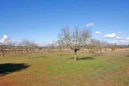 Rural building plot with project for a detached house near Santanyi