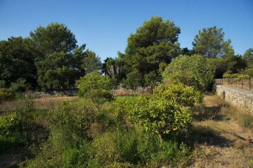 Garden area of the property