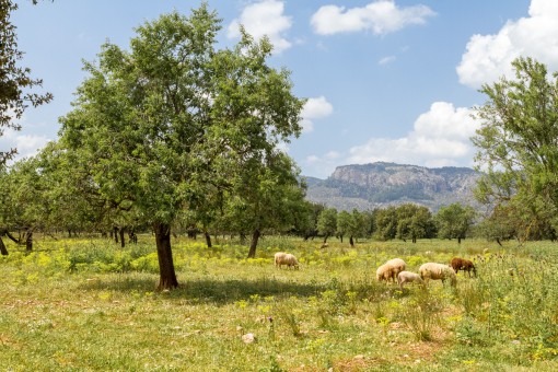 земельные участки на Valldemossa