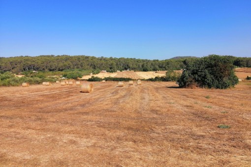 Quietly-situated finca building plot with basic project for a house with pool located between Petra and Sant Joan
