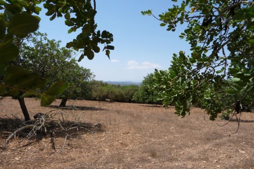 Beautiful plot with project between Felanitx and Manacor