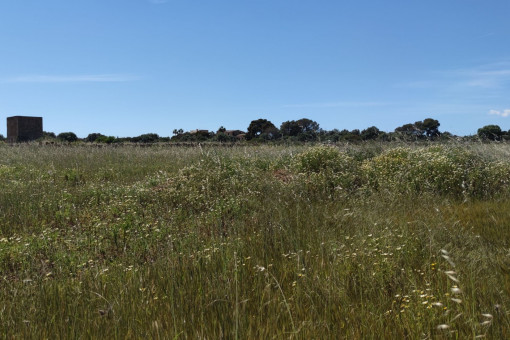 земельные участки на Ses Salines
