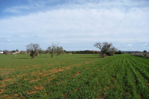 Wonderful building plot near Campos with construction project